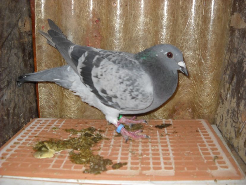  - UNDEVA IN SUCEAVA arhiva