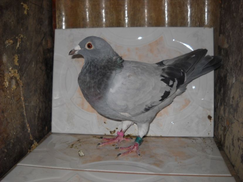  - UNDEVA IN SUCEAVA arhiva