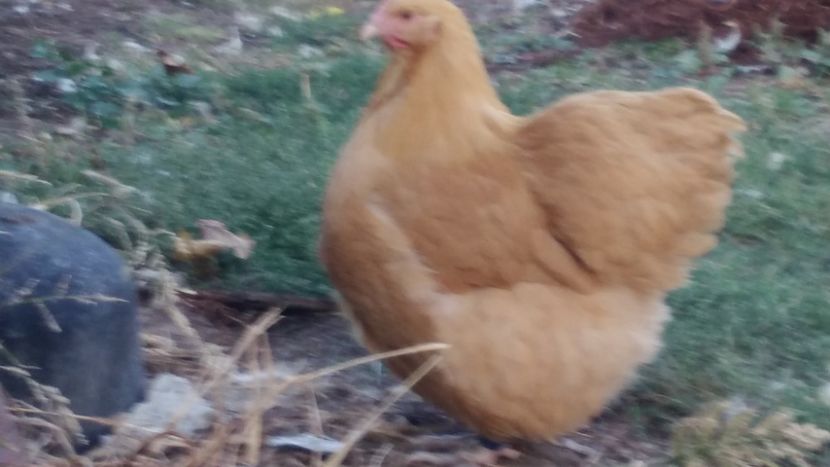 P_20181004_182642 - Orpington galben 2018