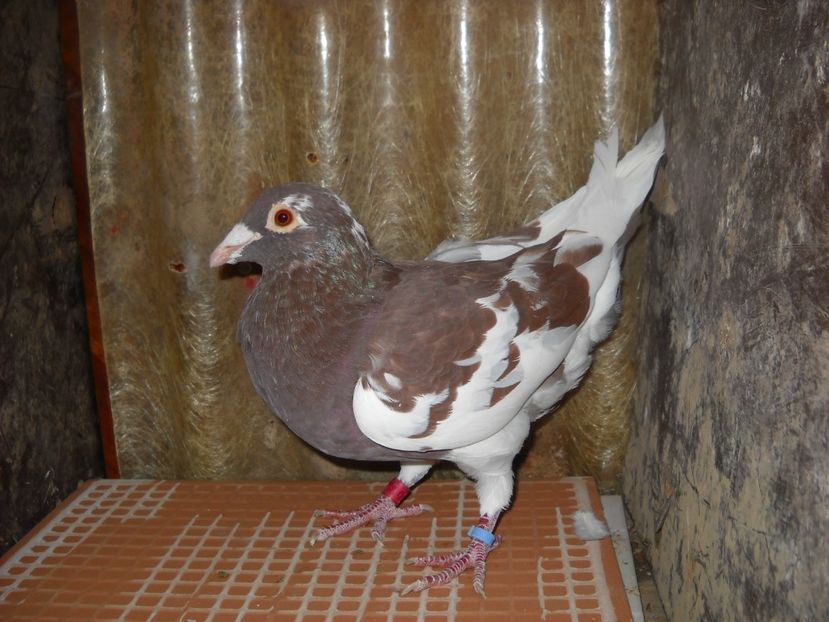 M. - UNDEVA IN SUCEAVA arhiva