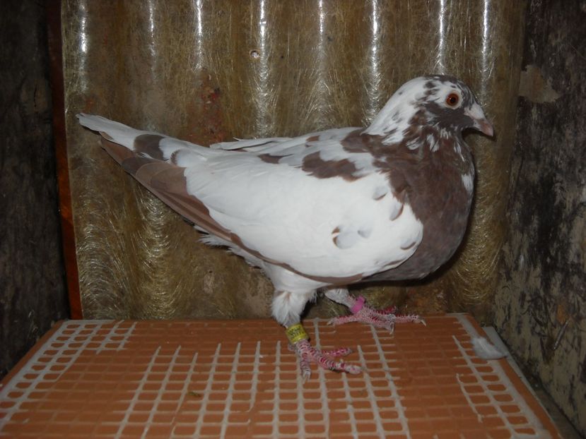 F. - UNDEVA IN SUCEAVA arhiva