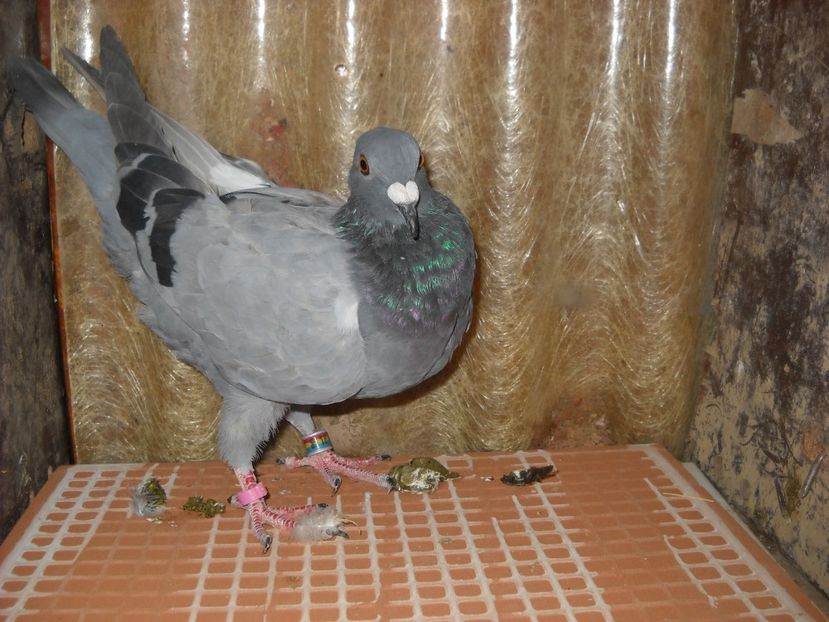  - UNDEVA IN SUCEAVA arhiva