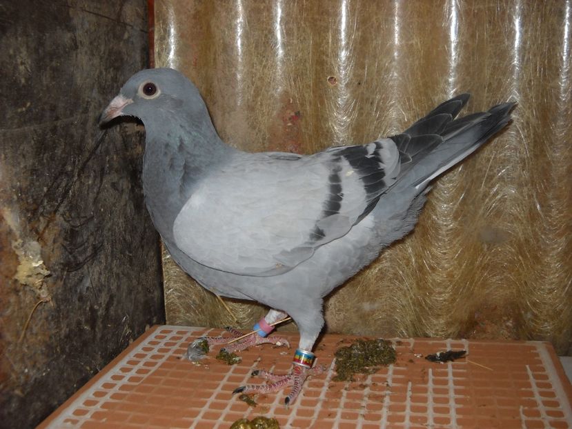  - UNDEVA IN SUCEAVA arhiva