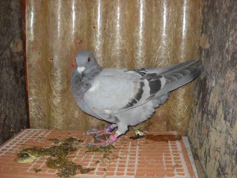  - UNDEVA IN SUCEAVA arhiva