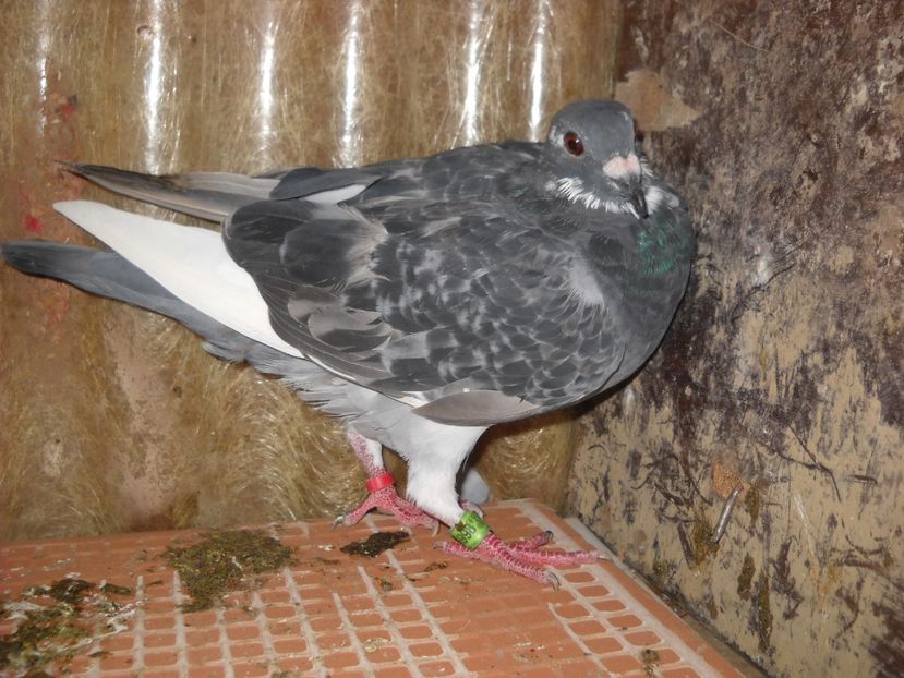  - UNDEVA IN SUCEAVA arhiva