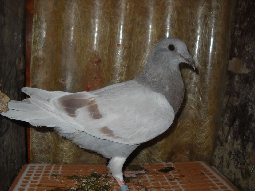  - UNDEVA IN SUCEAVA arhiva