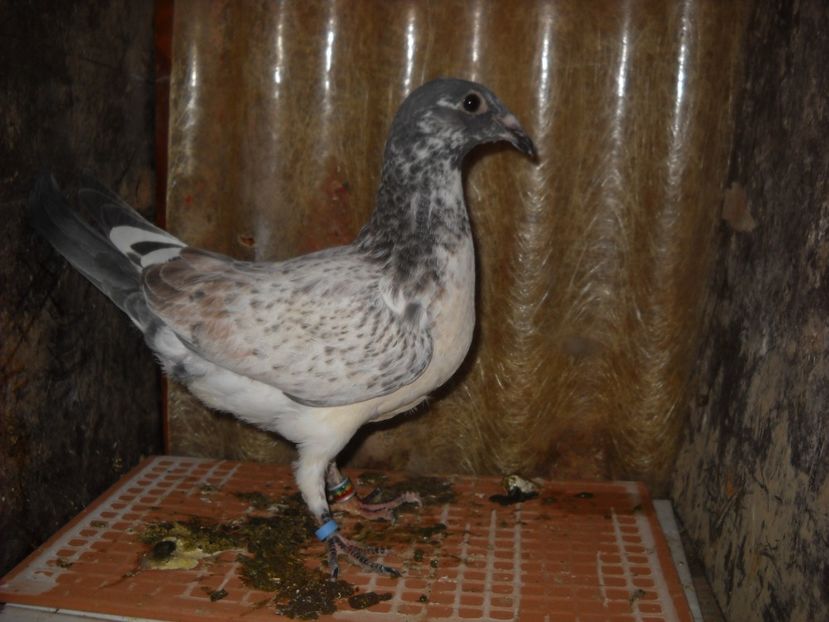  - UNDEVA IN SUCEAVA arhiva