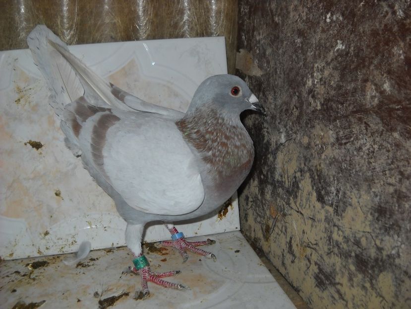  - UNDEVA IN SUCEAVA arhiva