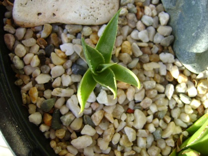 Agave utahensis - Agave si Yucca 2018