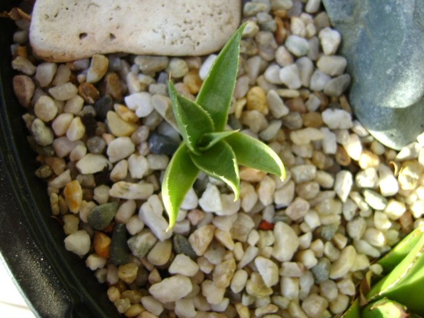 Agave utahensis - Agave si Yucca 2018