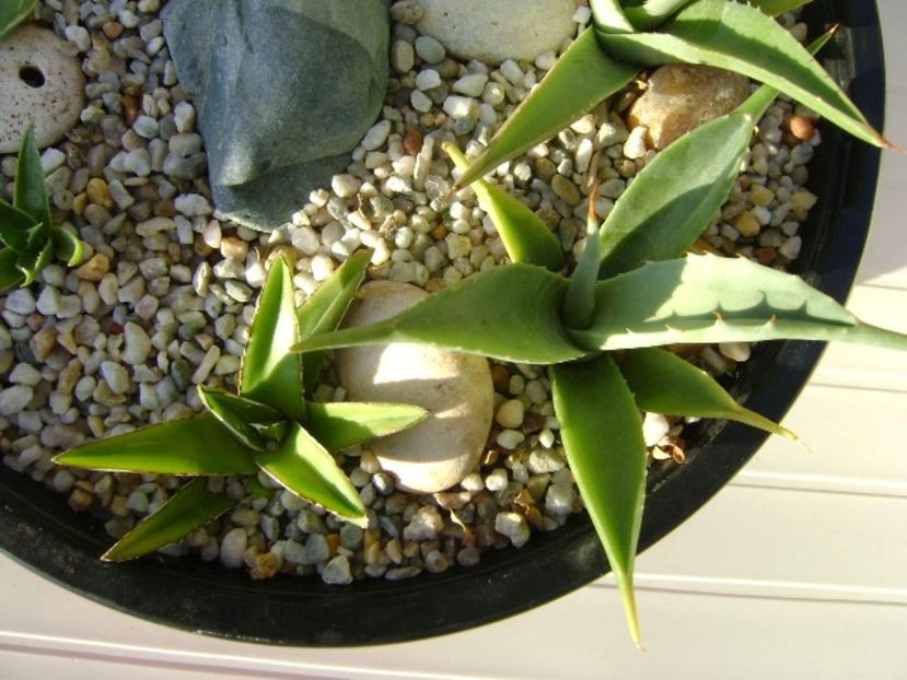 Grup de 7 agave - Agave si Yucca 2018