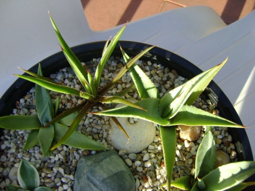 Grup de 7 agave - Agave si Yucca 2018