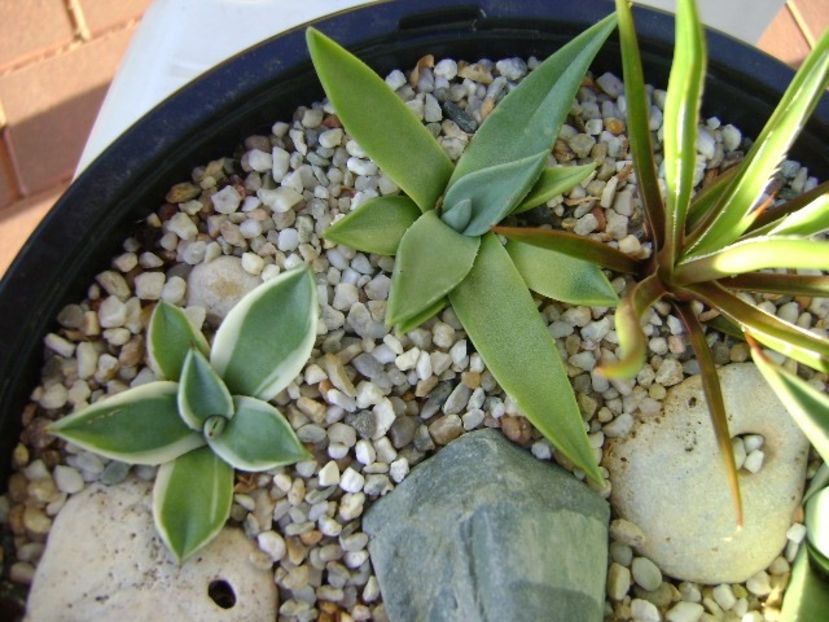 Grup de 7 agave - Agave si Yucca 2018