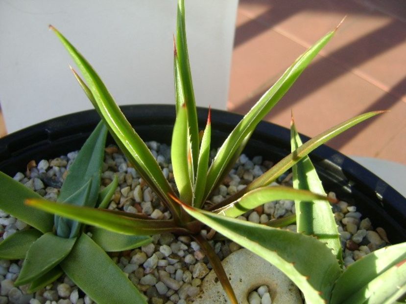 Grup de 7 agave - Agave si Yucca 2018