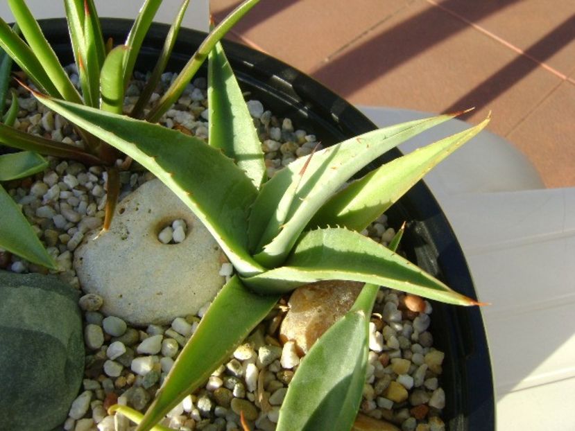 Grup de 7 agave - Agave si Yucca 2018