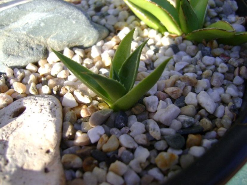 Agave utahensis - Agave si Yucca 2018