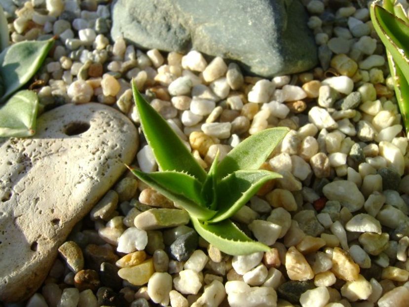 Agave utahensis - Agave si Yucca 2018