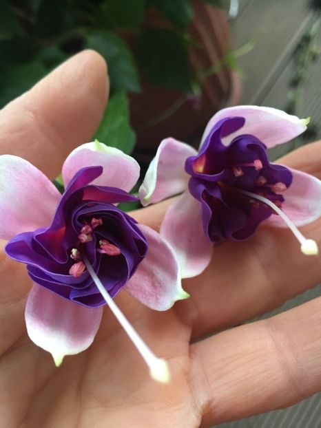 Lorraine - Fucsii 2018