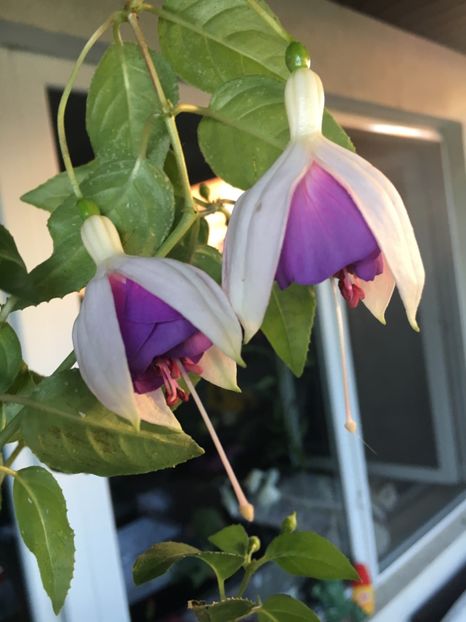 Lorraine Jollies la grande - Fucsii 2018