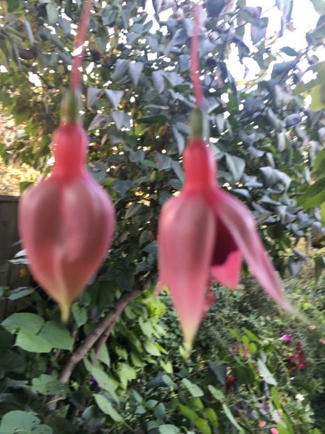 BCEEC463-3B5F-492E-BBD3-F31A2CC753E6 - Fucsii 2018