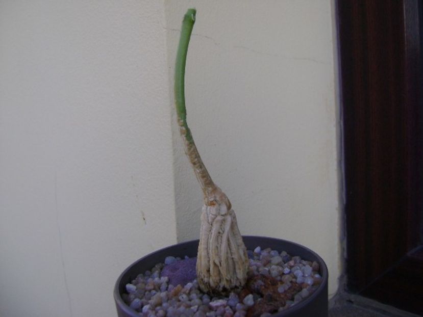Matelea cyclophylla - Caudiciforme si bulbi 2018