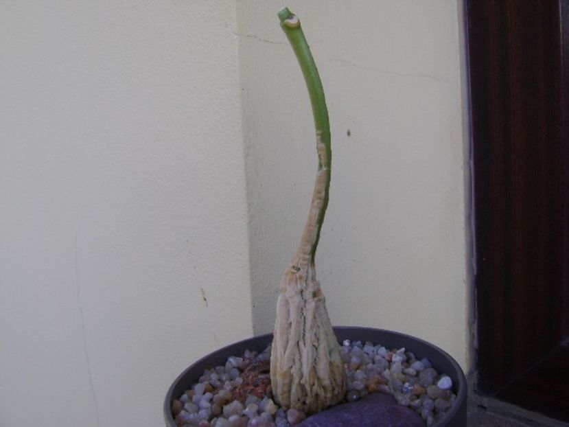 Matelea cyclophylla - Caudiciforme si bulbi 2018
