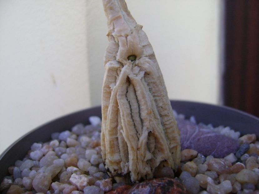 Matelea cyclophylla - Caudiciforme si bulbi 2018