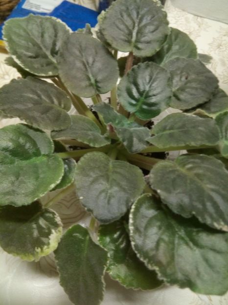 Le Luntik - Violete 2018