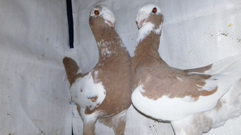 Mas  2017  - Fem  2018 - Voiajori Germani Matca 2019