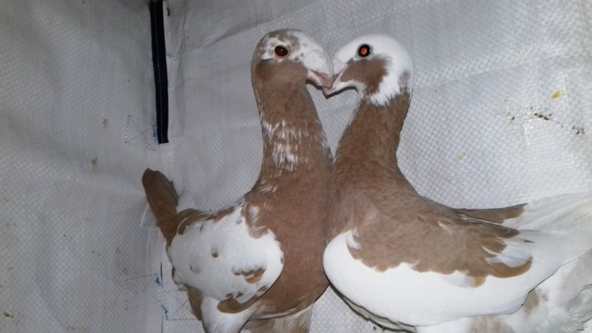  - Voiajori Germani Matca 2019