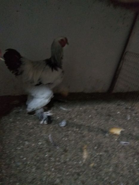  - Păsări rămase pentru 2019 dacă e posibil