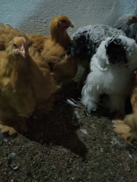  - Păsări rămase pentru 2019 dacă e posibil