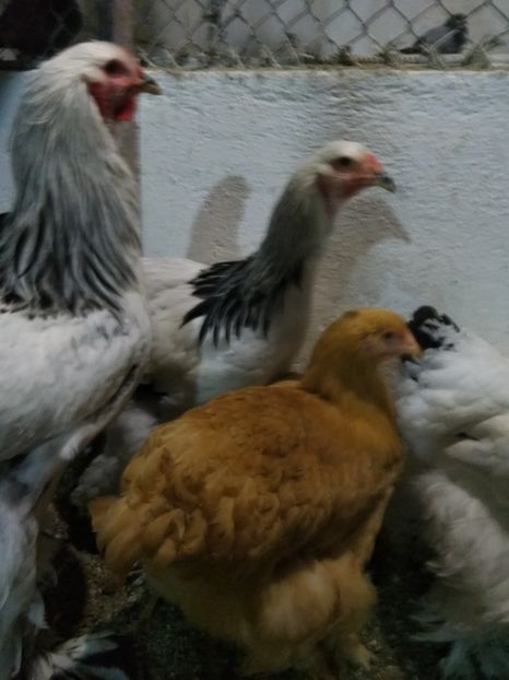  - Păsări rămase pentru 2019 dacă e posibil