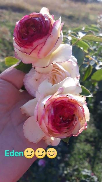 received_165309174395219 - trandafiri