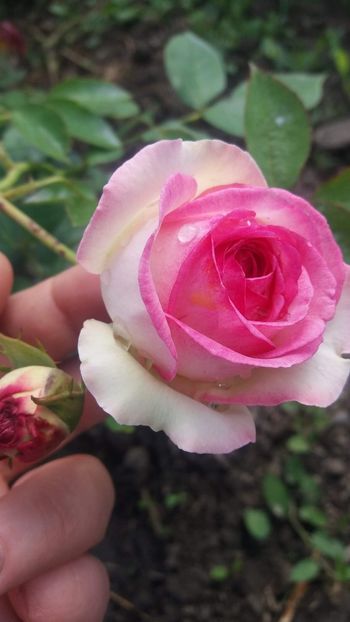 received_1032225376953126 - trandafiri