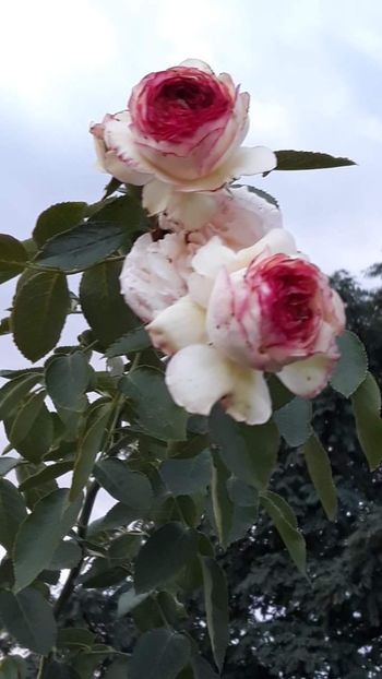 received_191183545107604 - trandafiri