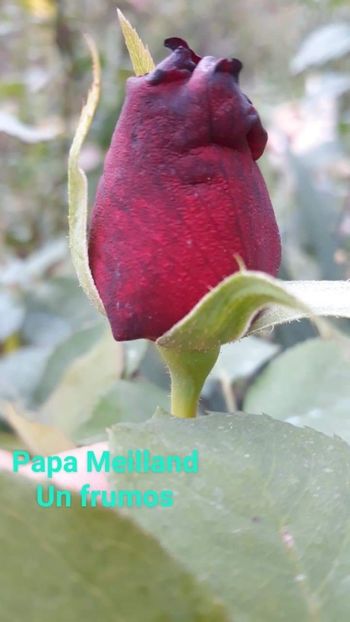 received_2210323175869612 - trandafiri