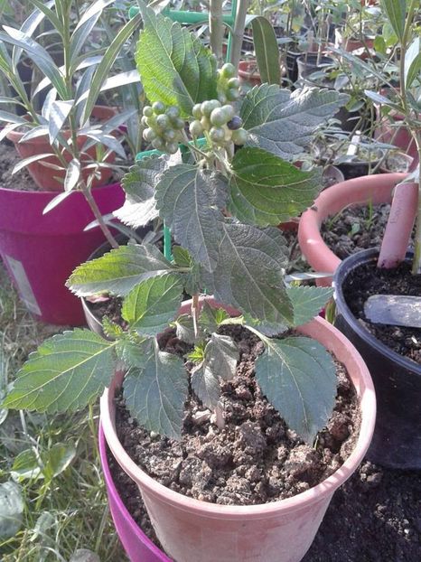 Lantana roz cu mijloc alb si galben - w Produse livrate