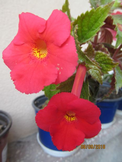  - ACHIMENES 2020 - VANZARI HIBRIZI