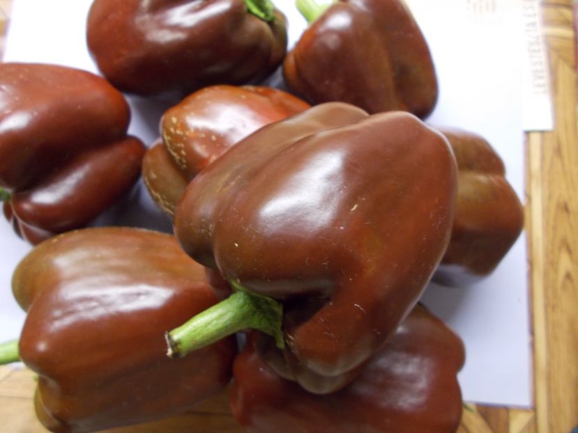  - SEMINTE ARDEI - A 08 MARON CHOCOLATE BEAUTY