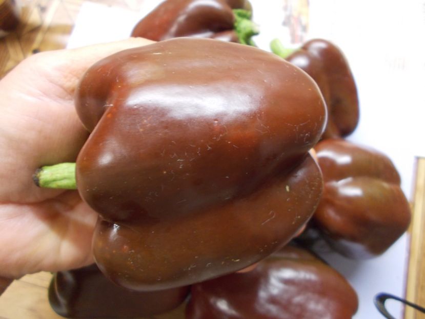  - SEMINTE ARDEI - A 08 MARON CHOCOLATE BEAUTY