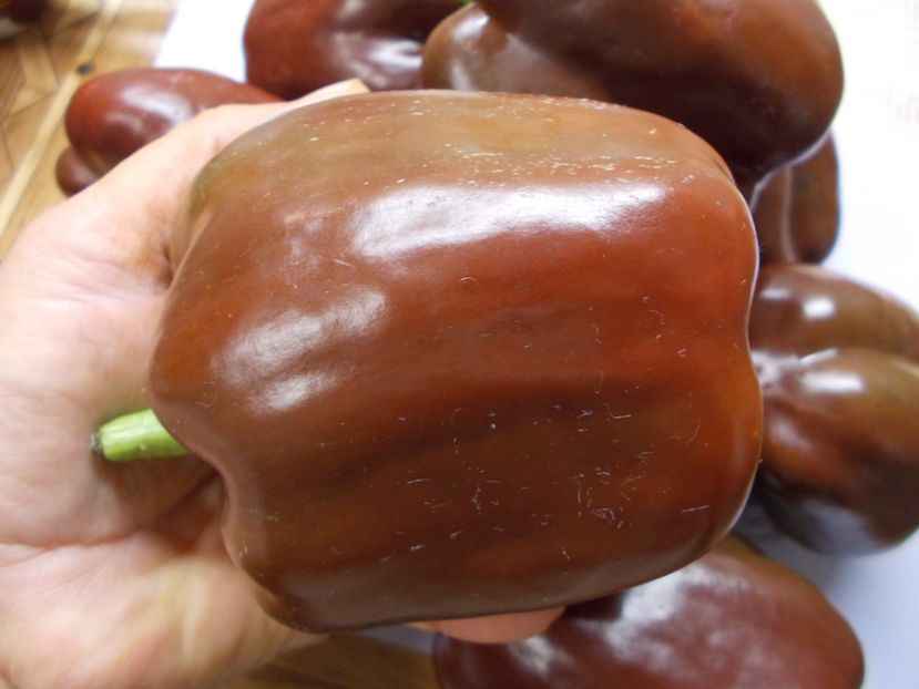  - SEMINTE ARDEI - A 08 MARON CHOCOLATE BEAUTY