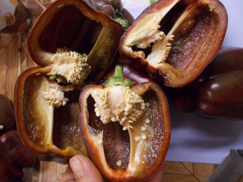  - SEMINTE ARDEI - A 08 MARON CHOCOLATE BEAUTY