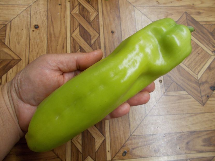  - SEMINTE ARDEI - A 16 KAPIA F LUNG