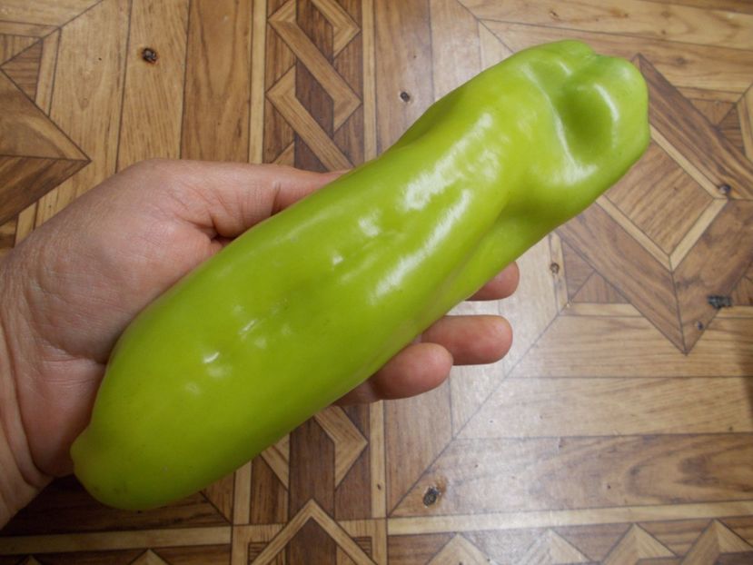  - SEMINTE ARDEI - A 16 KAPIA F LUNG