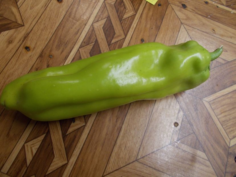  - SEMINTE ARDEI - A 16 KAPIA F LUNG