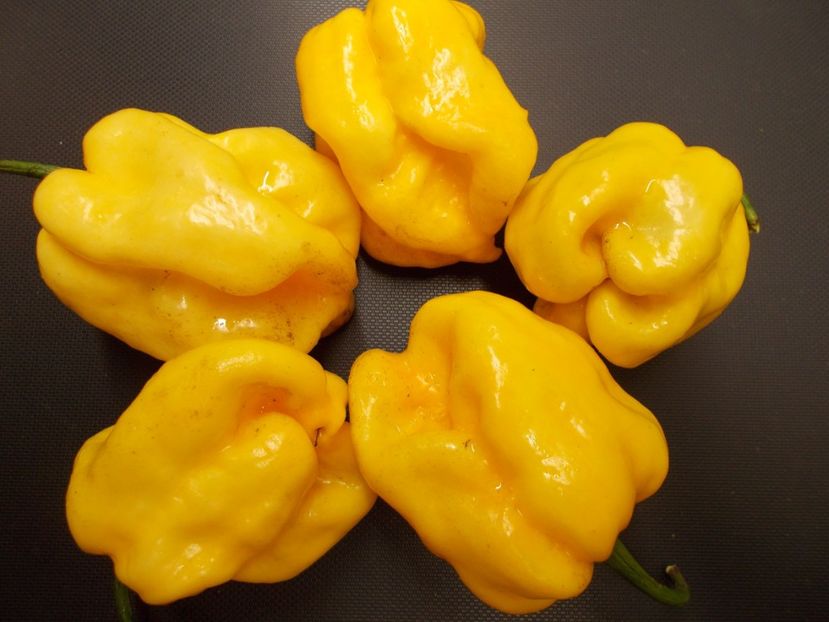  - SEMINTE ARDEI IUTE CHILI