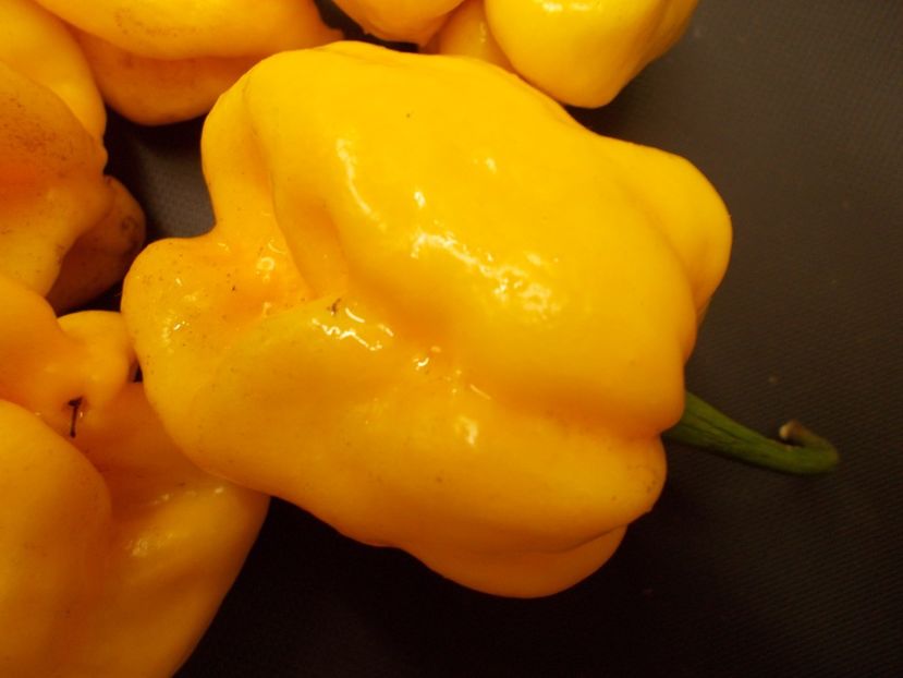  - SEMINTE ARDEI IUTE CHILI