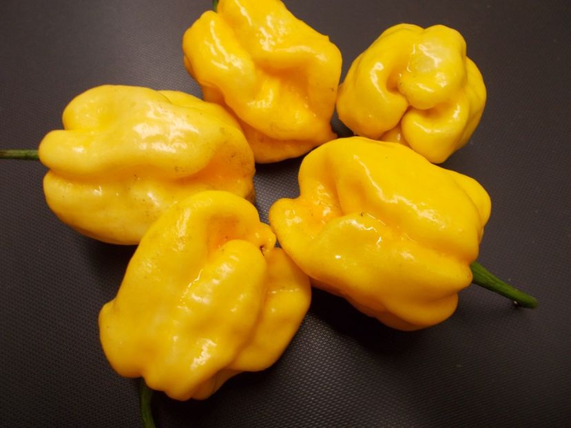  - SEMINTE ARDEI IUTE CHILI