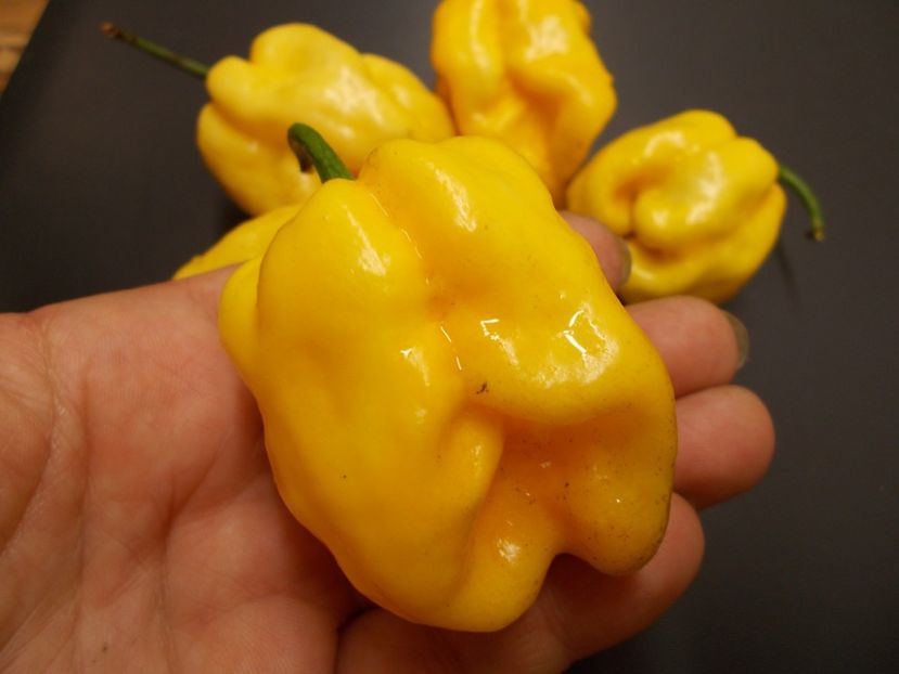  - SEMINTE ARDEI IUTE CHILI